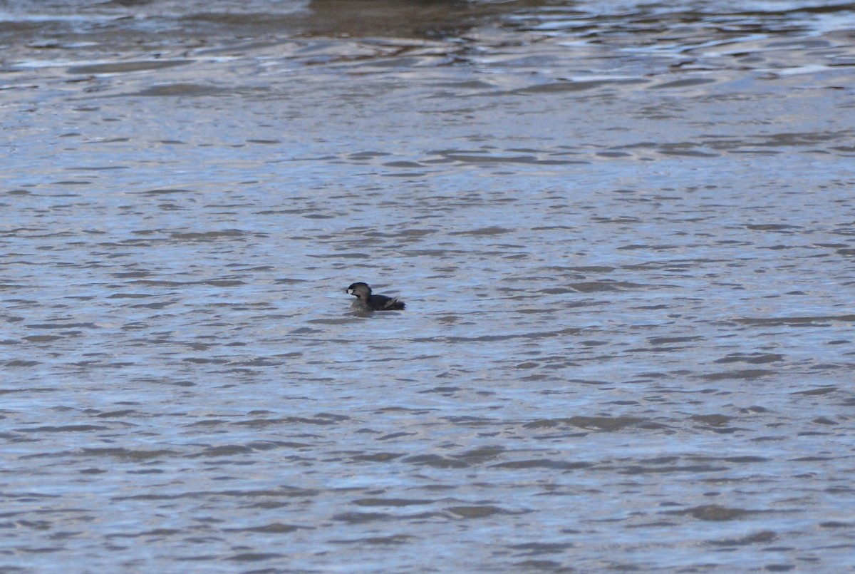 Pied-billed Grebe - ML443072101