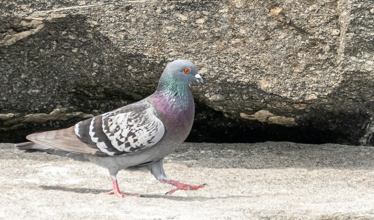 Rock Pigeon (Feral Pigeon) - Colleen McCloskey