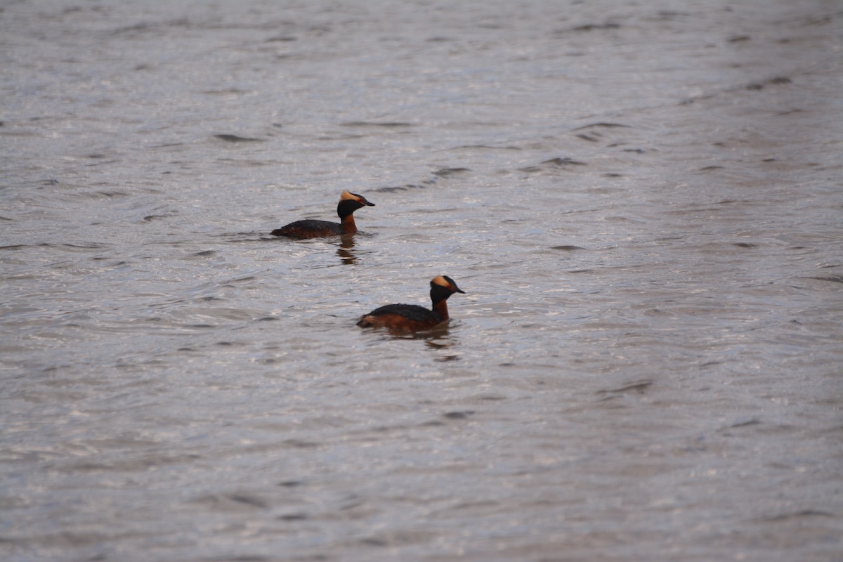 Horned Grebe - ML443072901