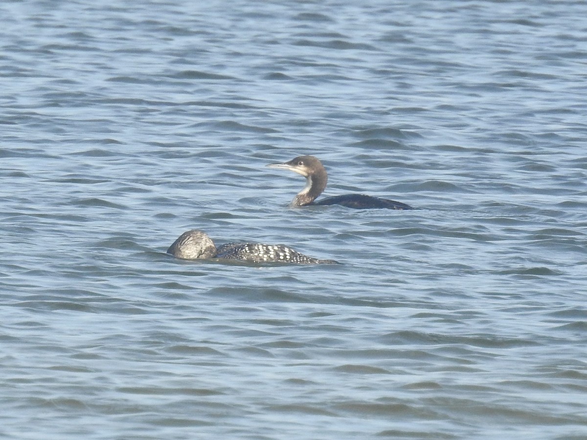 Pacific Loon - ML443072971