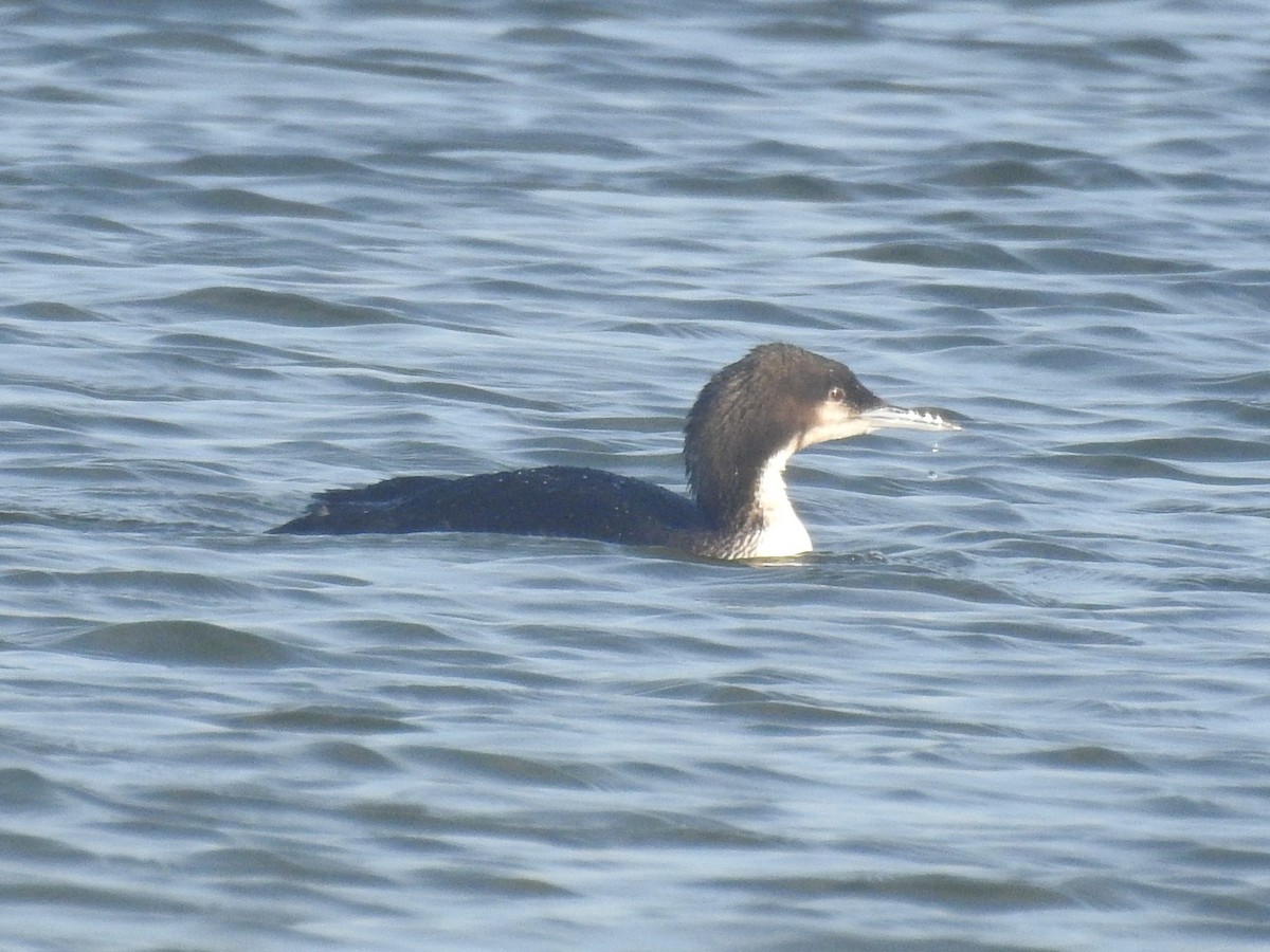 Pacific Loon - ML443072981