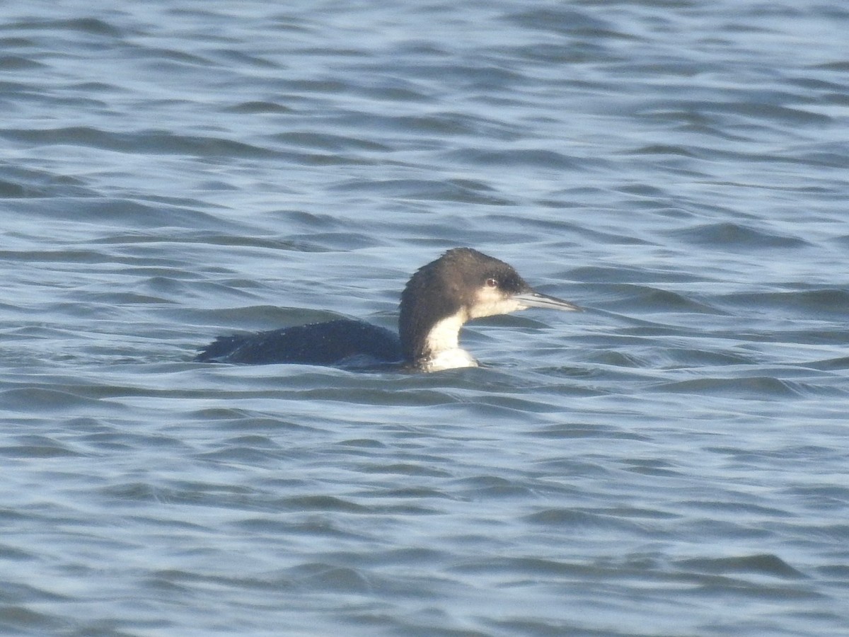 Pacific Loon - ML443072991