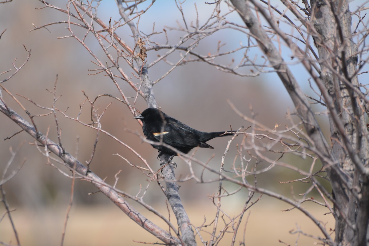 Red-winged Blackbird - ML443073031