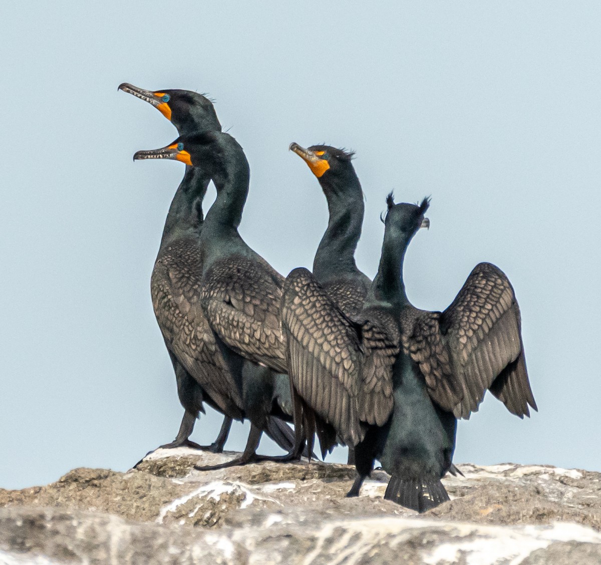 Double-crested Cormorant - Colleen McCloskey