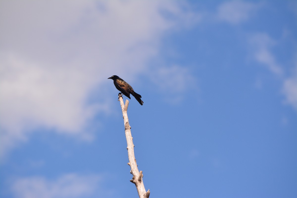 Common Grackle - ML443074081