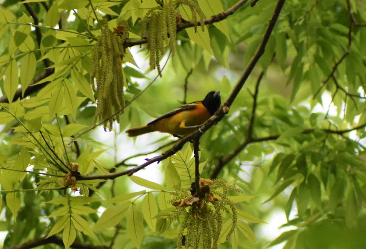 Baltimore Oriole - Mark Greene