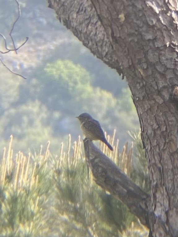 Холтсон гоётуул - ML443076721