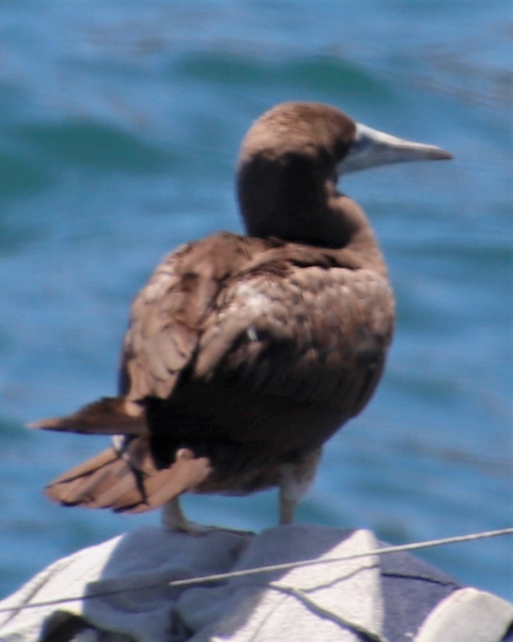 Brown Booby - ML443077641