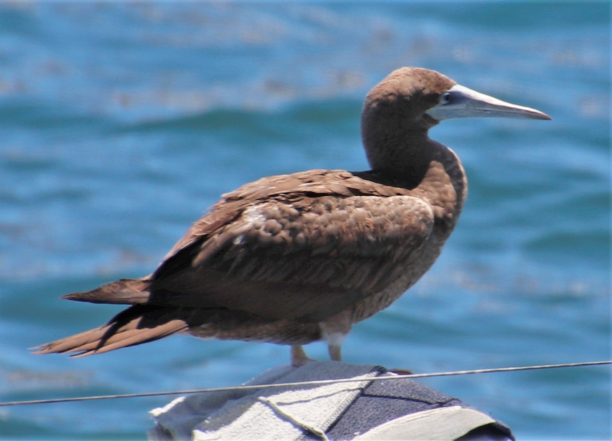 Brown Booby - ML443077661