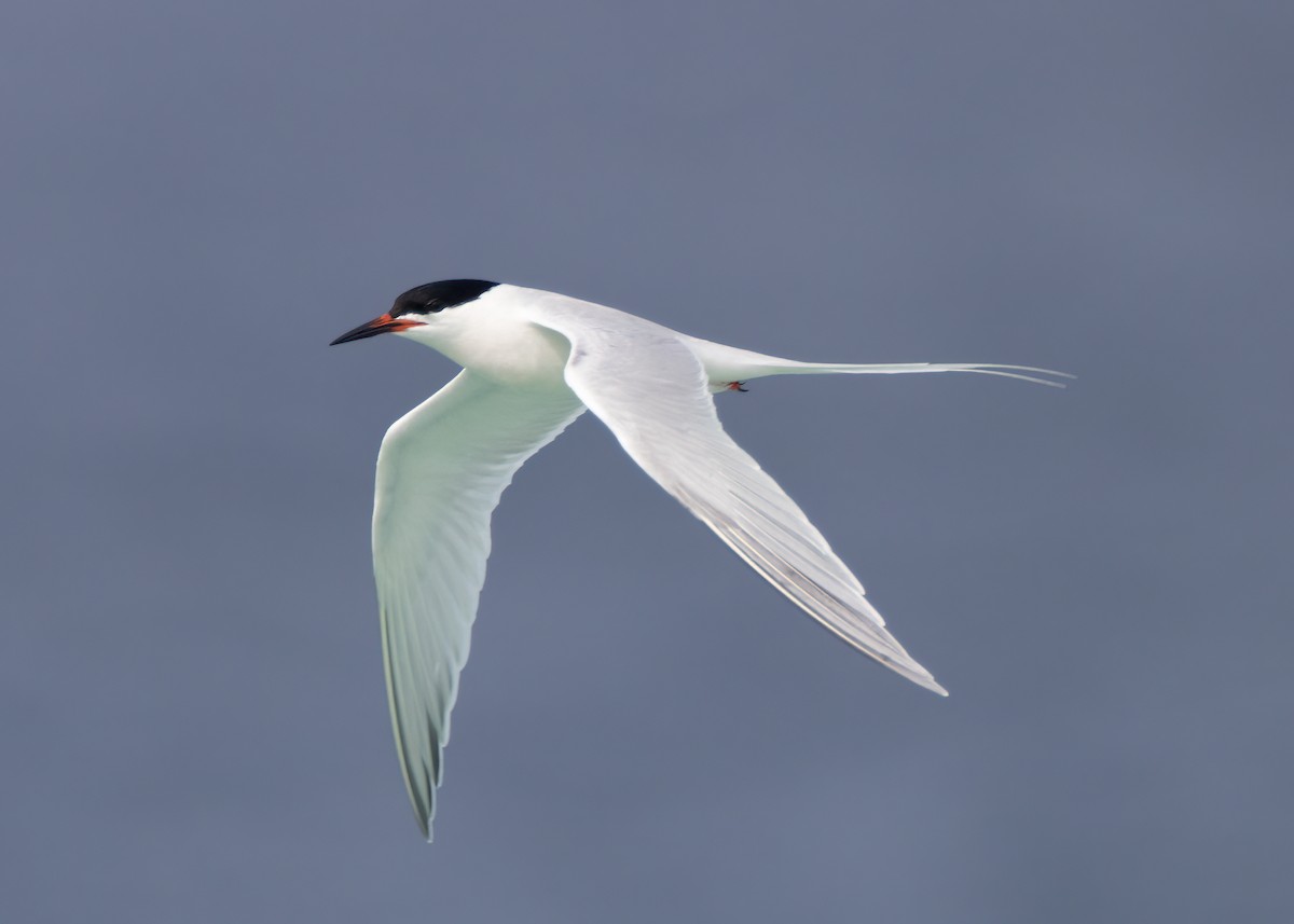 Roseate Tern - ML443077671