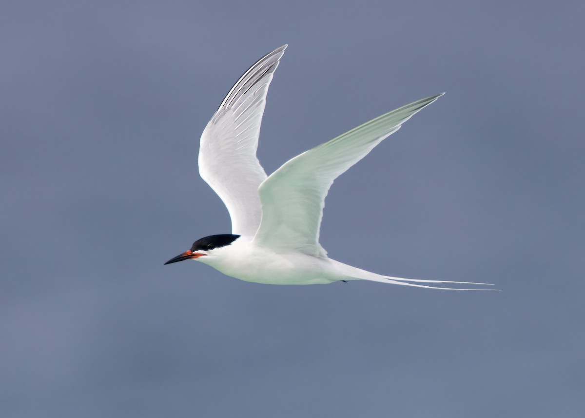 Roseate Tern - ML443077681