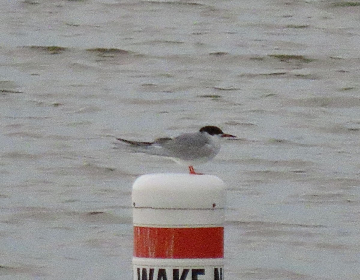 Common Tern - Scott Loss