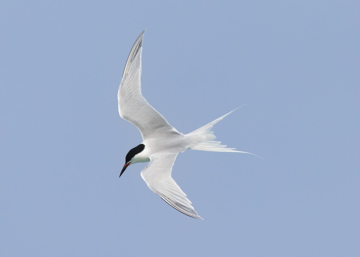 Roseate Tern - ML443078091