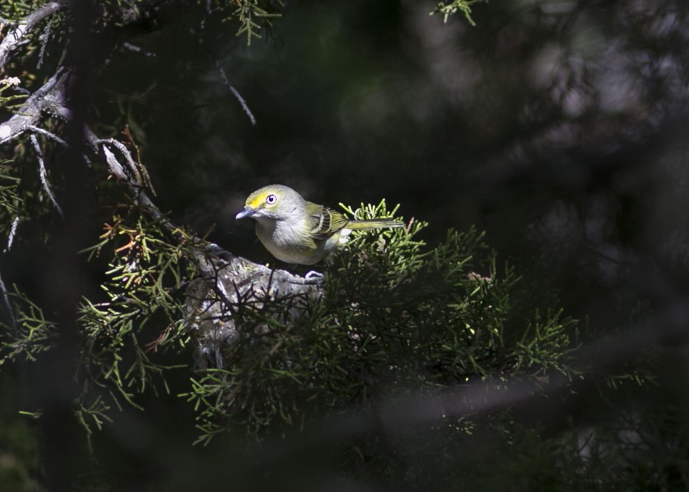 White-eyed Vireo - ML443078401