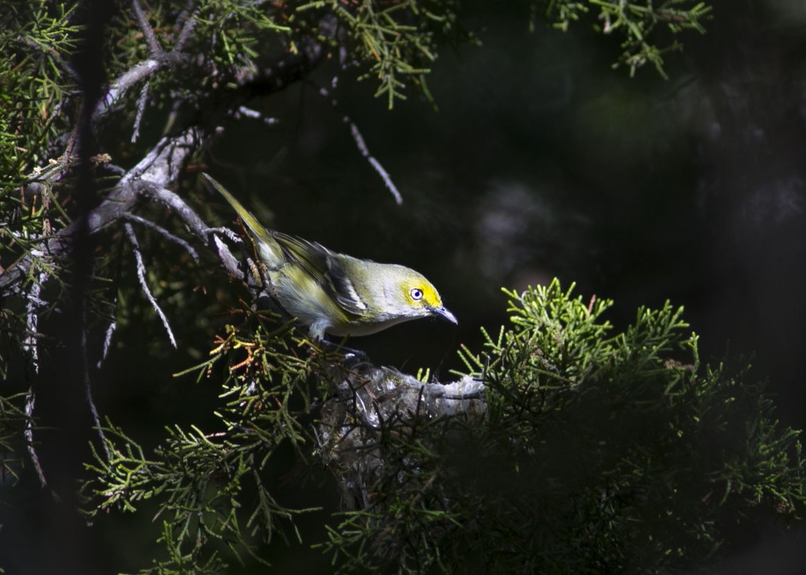 White-eyed Vireo - ML443078421