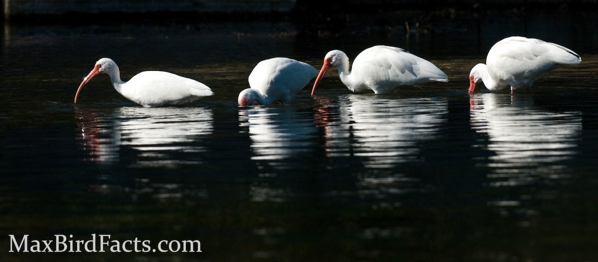 Ibis blanc - ML443079071