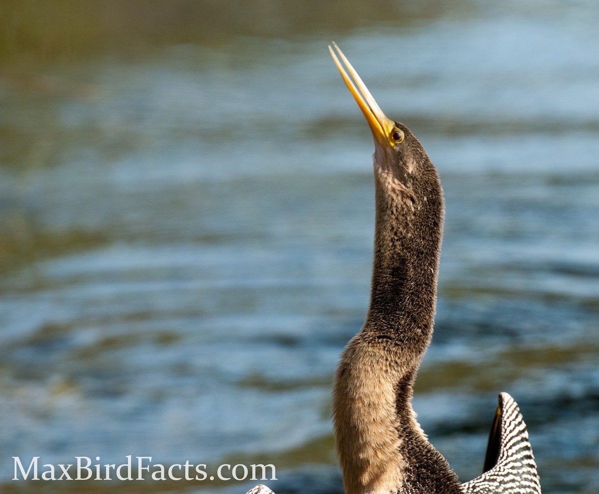 Anhinga d'Amérique - ML443079271