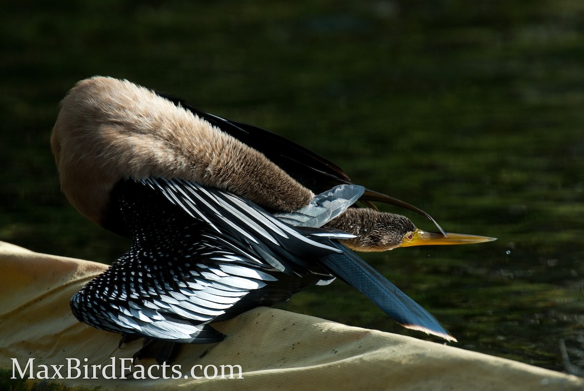 Anhinga d'Amérique - ML443079281