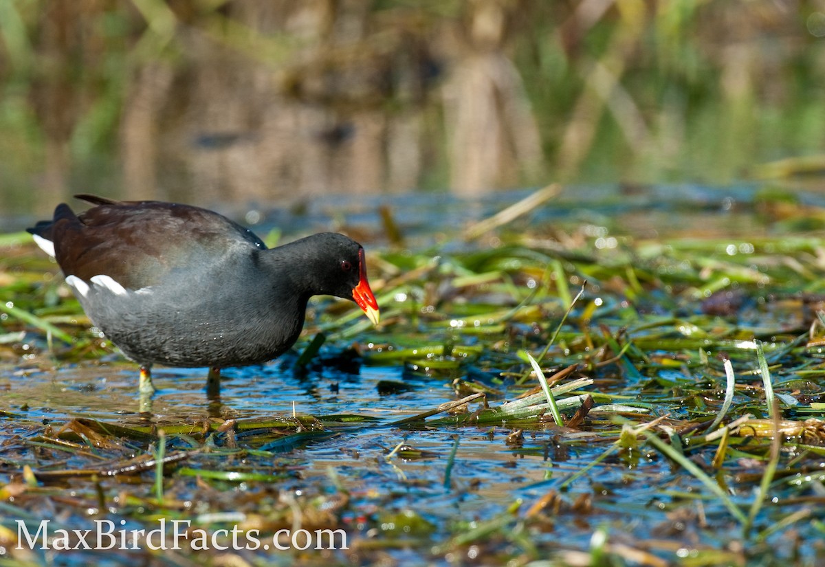 Gallinule d'Amérique - ML443079291