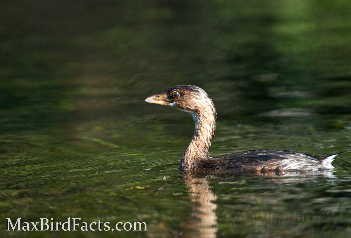 Pied-billed Grebe - ML443079311