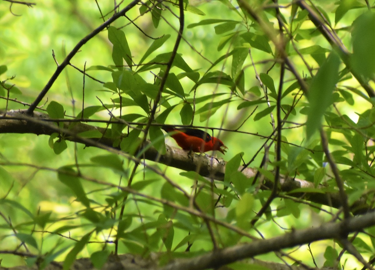 Scarlet Tanager - Mark Greene