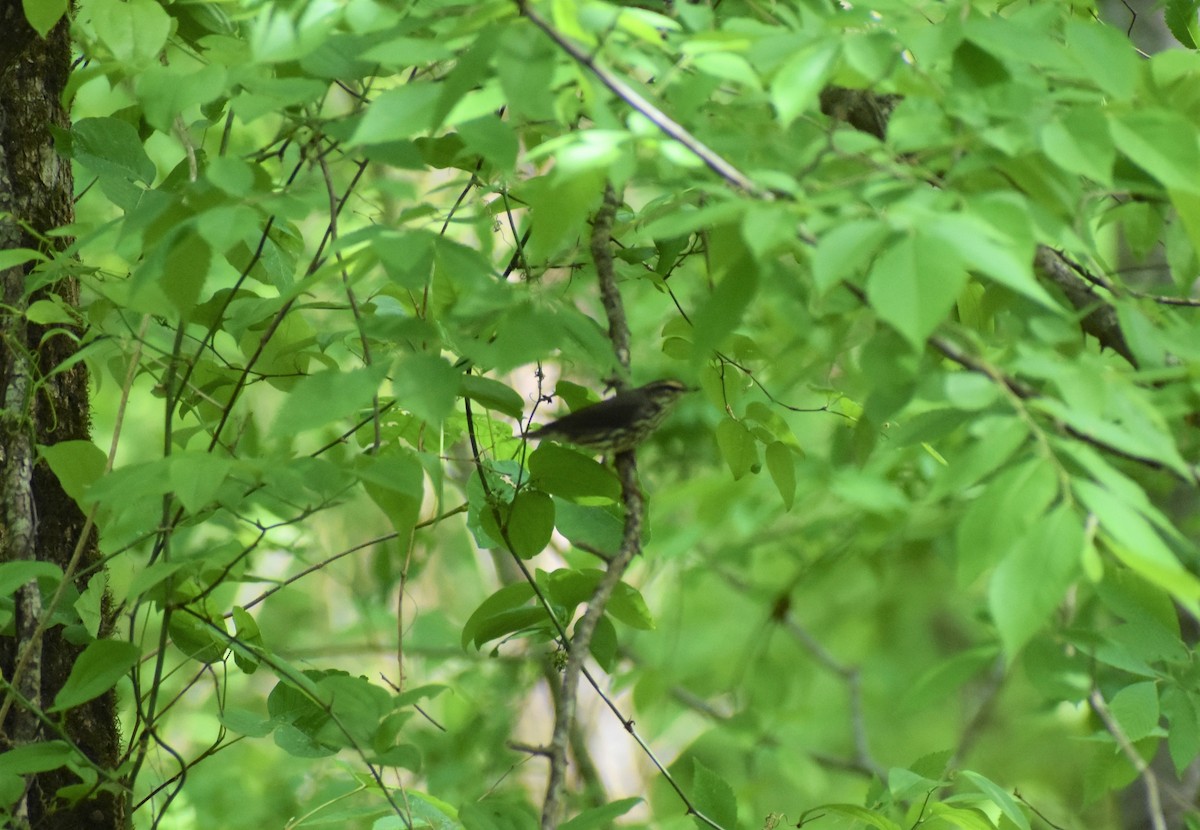 Northern Waterthrush - ML443079991