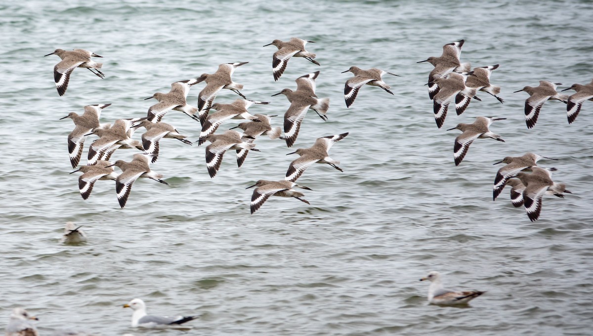 Willet - Gale VerHague