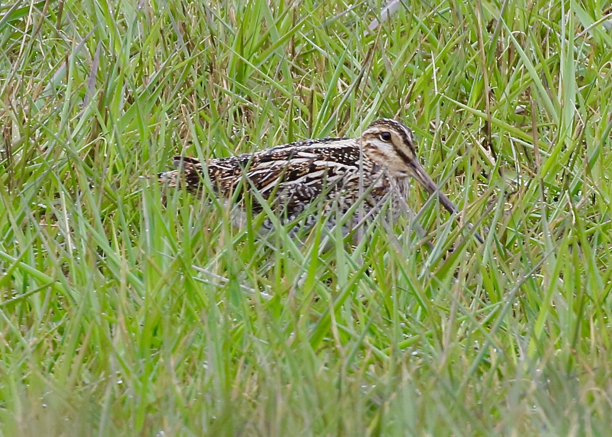 Wilson's Snipe - ML443081171