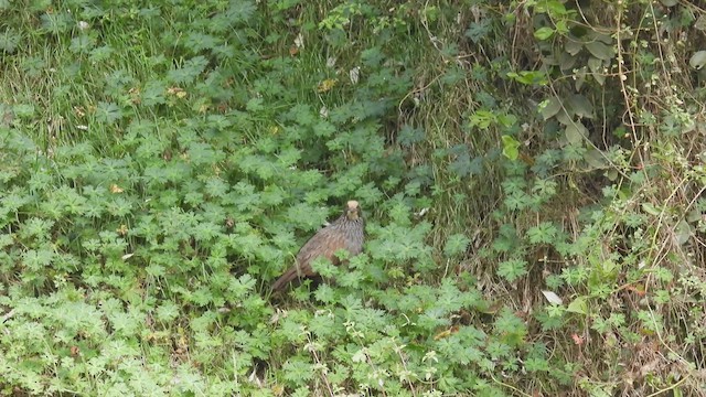 Buffy-crowned Wood-Partridge - ML443081791