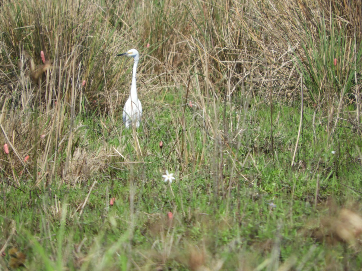 Snowy Egret - Silvia Enggist