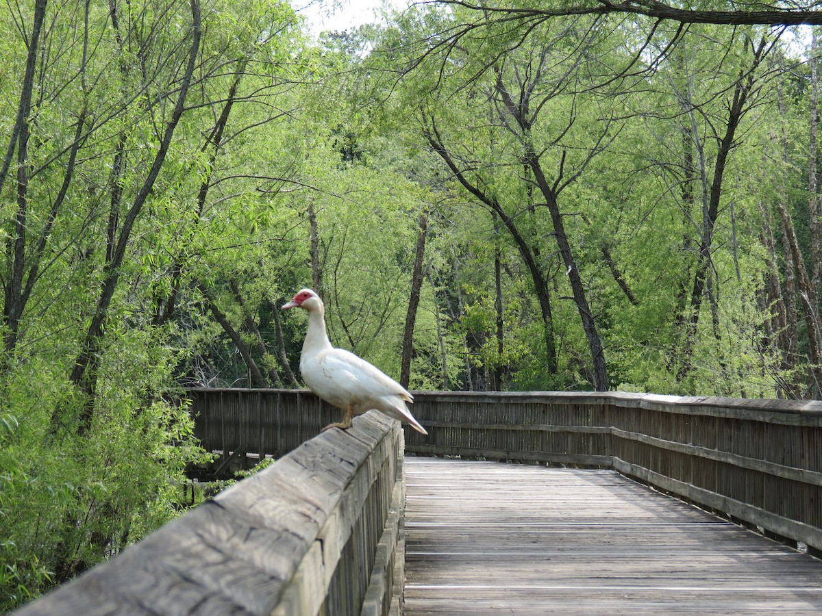 Muscovy Duck (Domestic type) - ML443083751