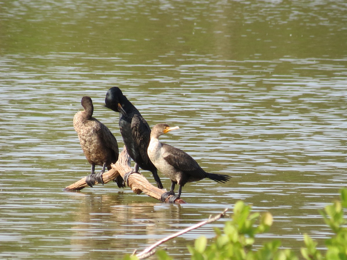 Double-crested Cormorant - ML443083911