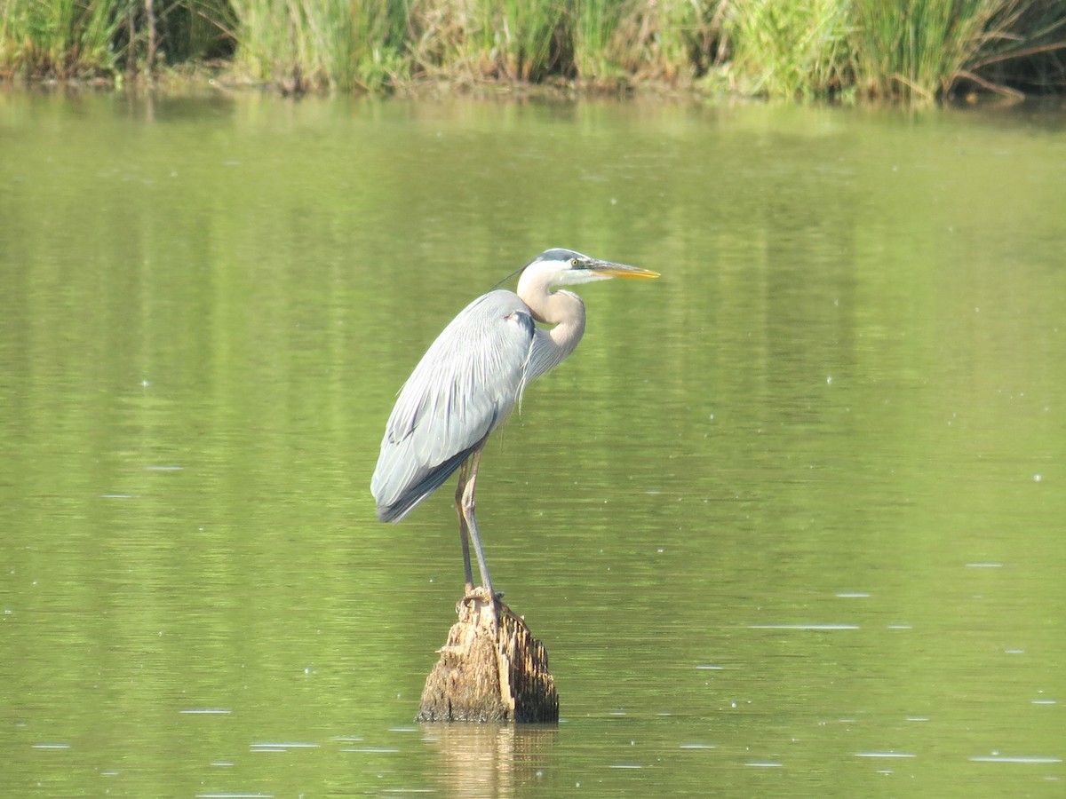 Great Blue Heron - ML443084091