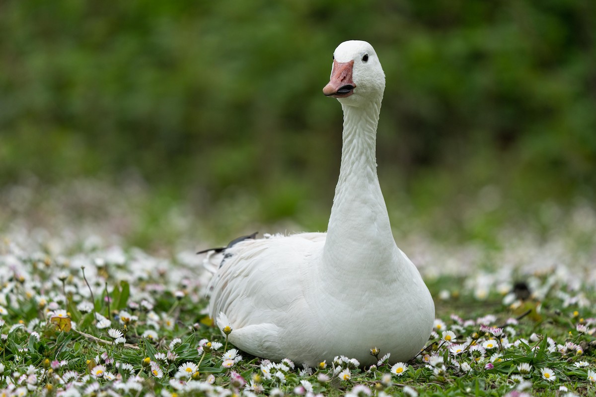 Snow Goose - ML443085521