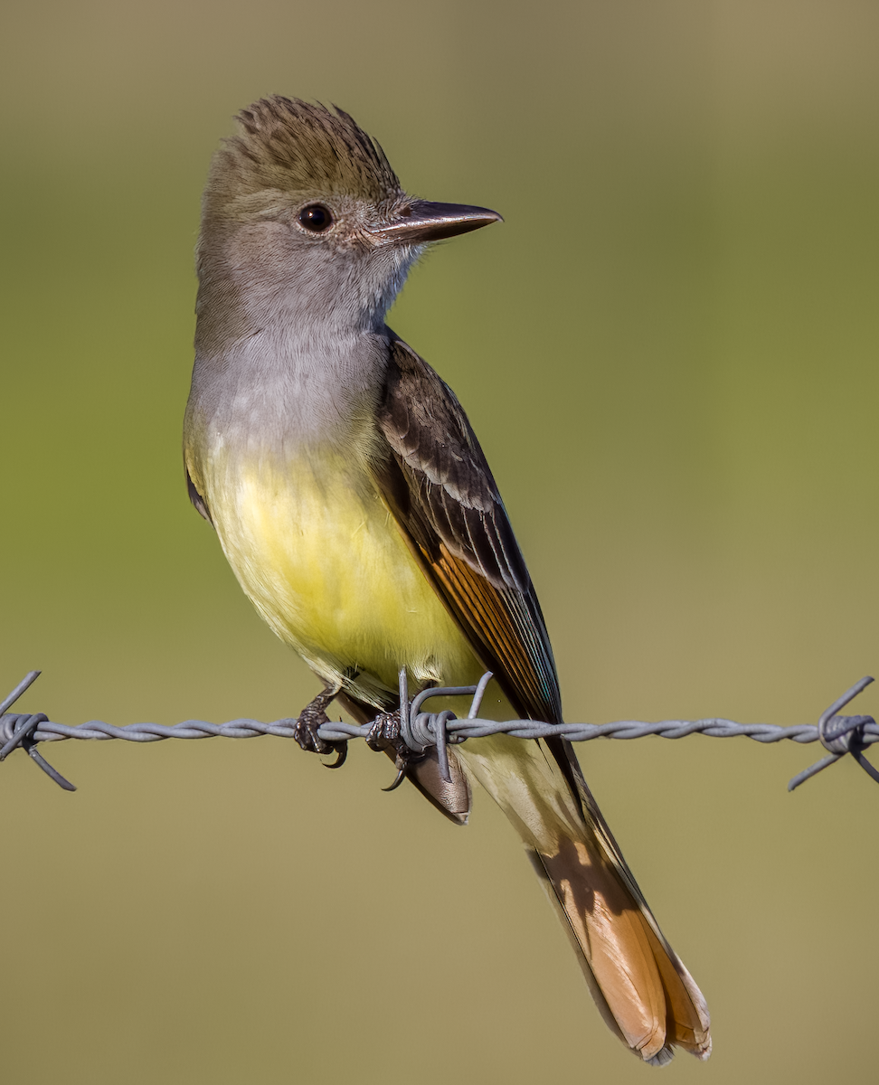 Great Crested Flycatcher - ML443085701