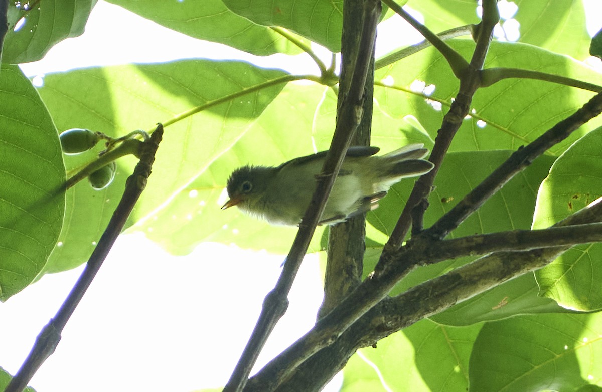 Principe White-eye - Daniel López-Velasco | Ornis Birding Expeditions