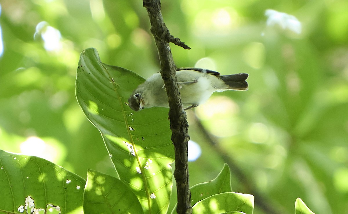 Principe White-eye - Daniel López-Velasco | Ornis Birding Expeditions