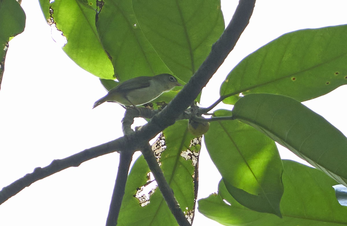 Principe White-eye - Daniel López-Velasco | Ornis Birding Expeditions