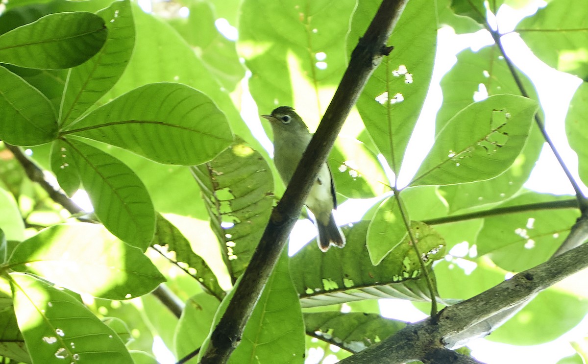 Principe White-eye - Daniel López-Velasco | Ornis Birding Expeditions