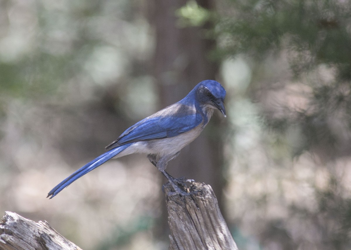 Woodhouse's Scrub-Jay - ML443085971