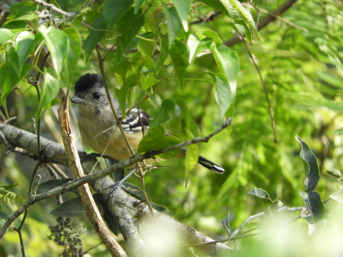 Variable Antshrike - Silvia Enggist