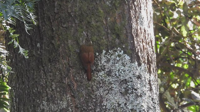 Spot-crowned Woodcreeper - ML443086141