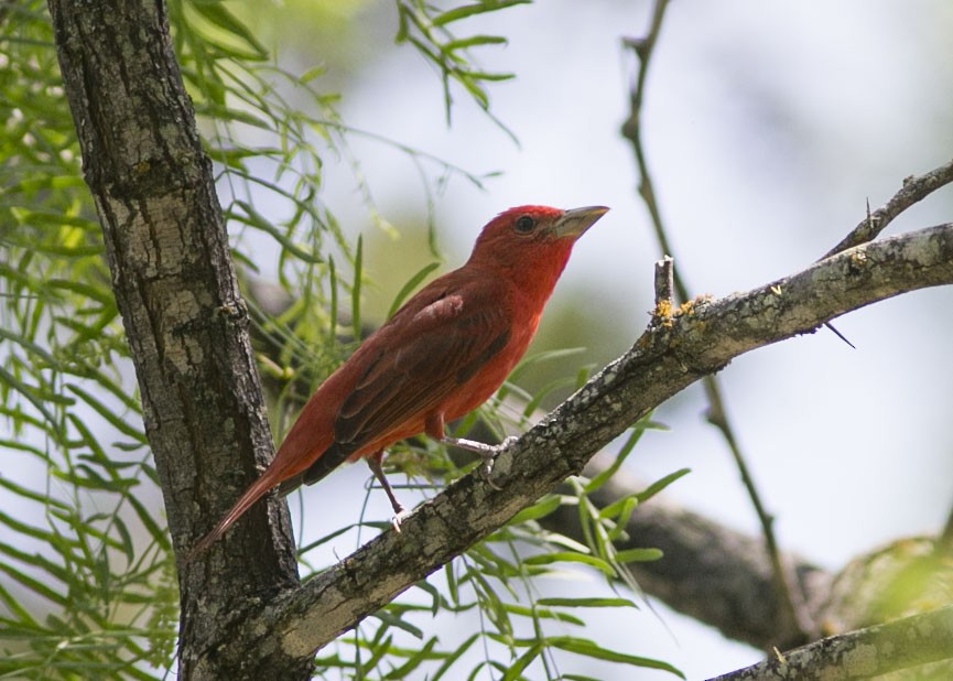 Summer Tanager - ML443086281