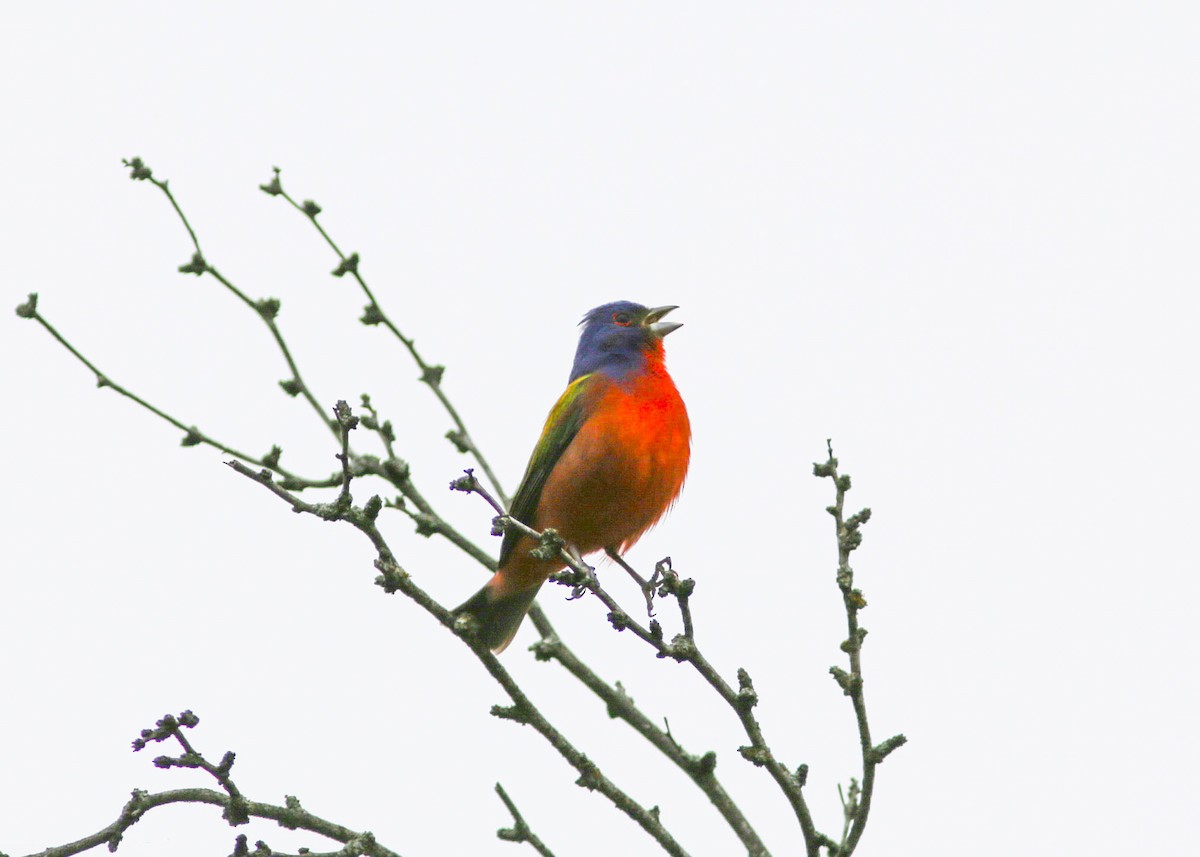 Painted Bunting - ML443086571