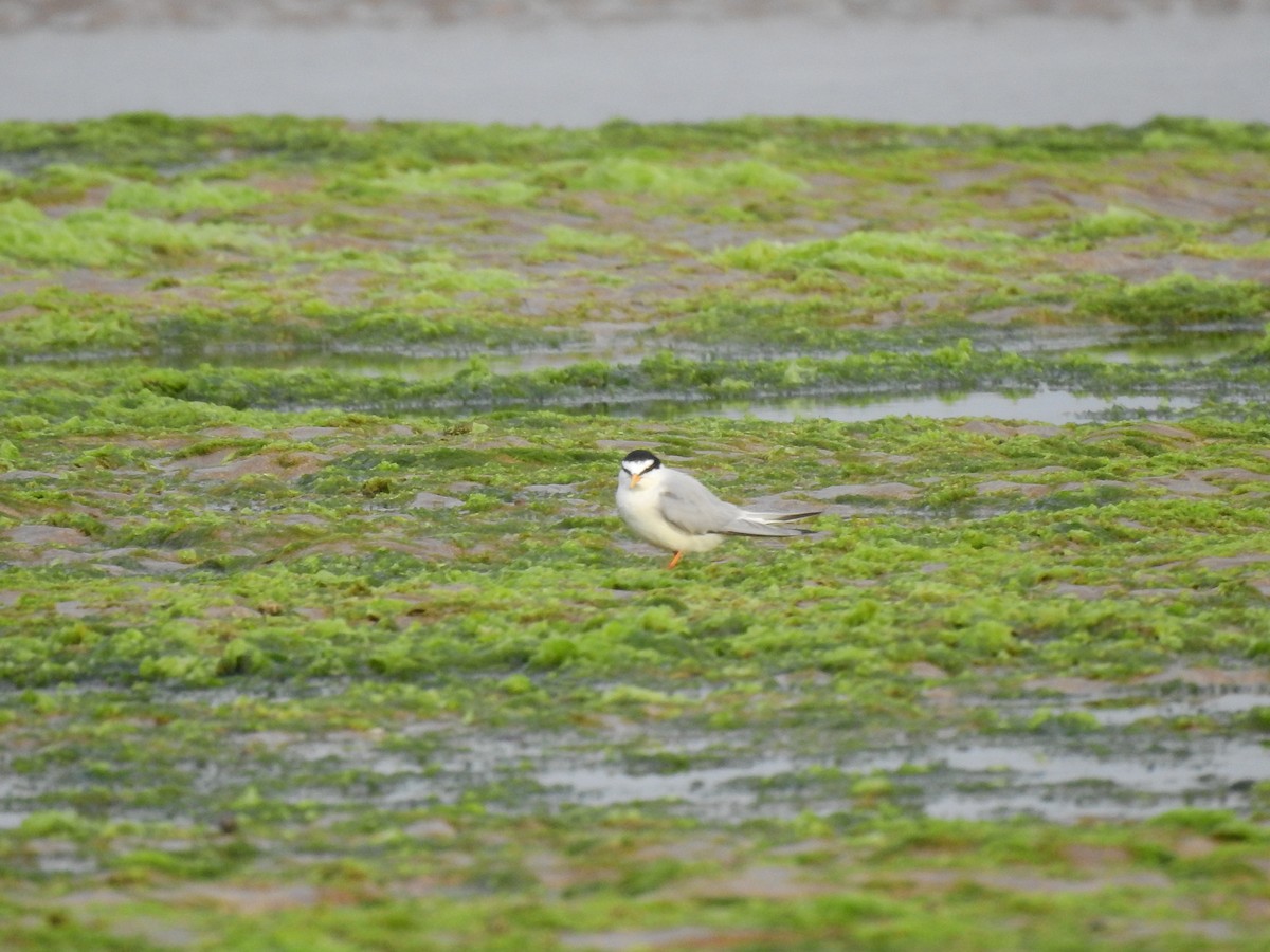 Little Tern - ML443087291