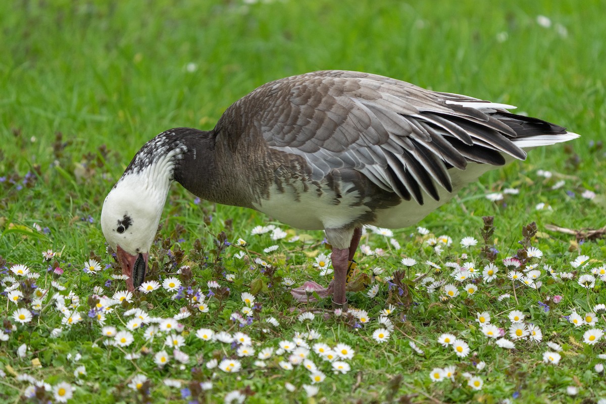 Snow Goose - ML443087591