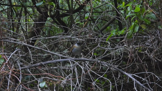 Black-billed Nightingale-Thrush - ML443087721