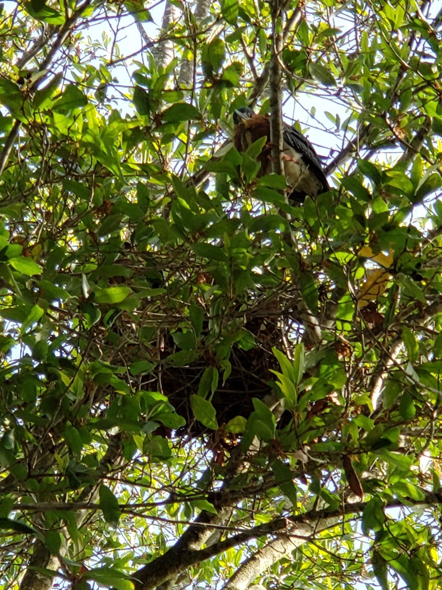 Green Heron - Purple Patchpecker