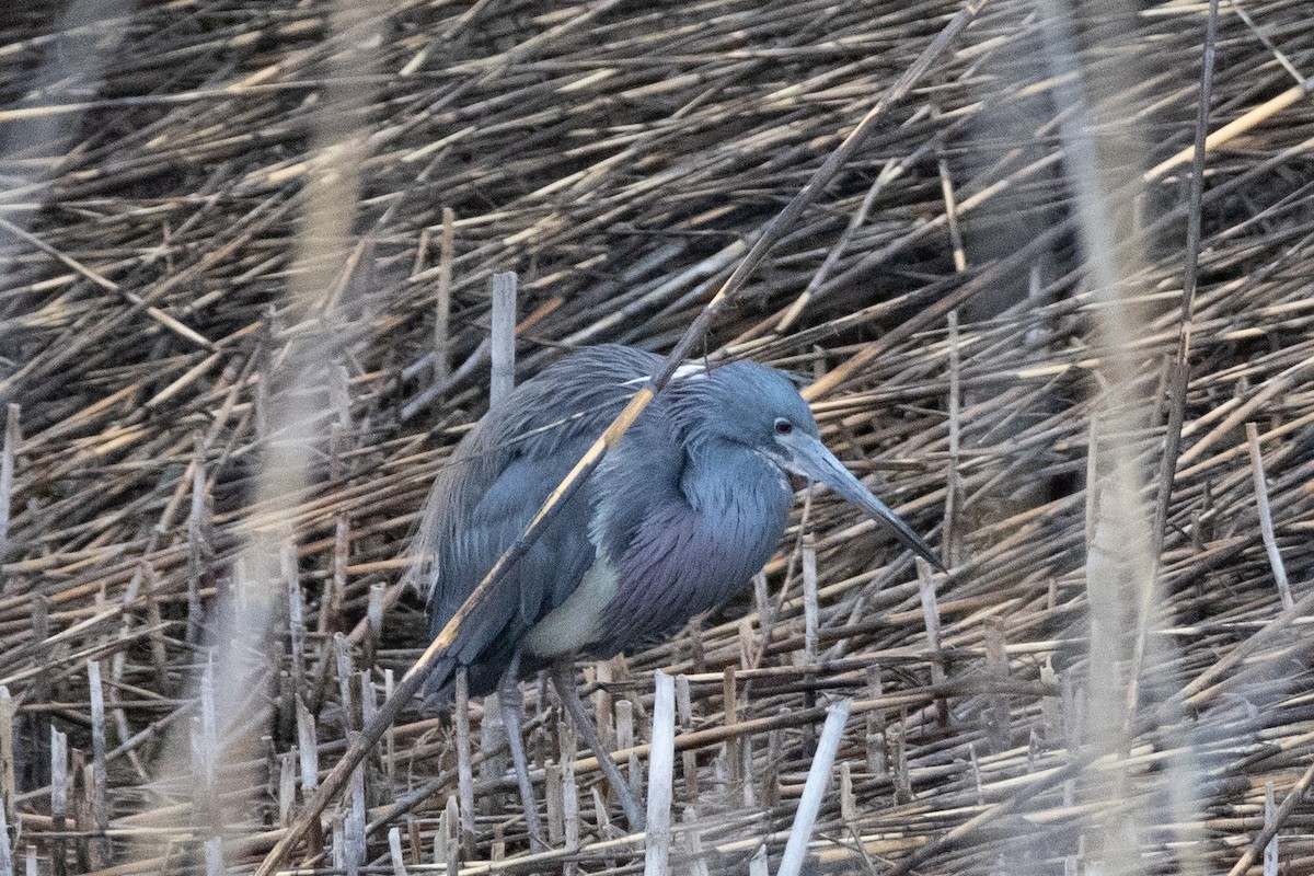 Tricolored Heron - ML443088431