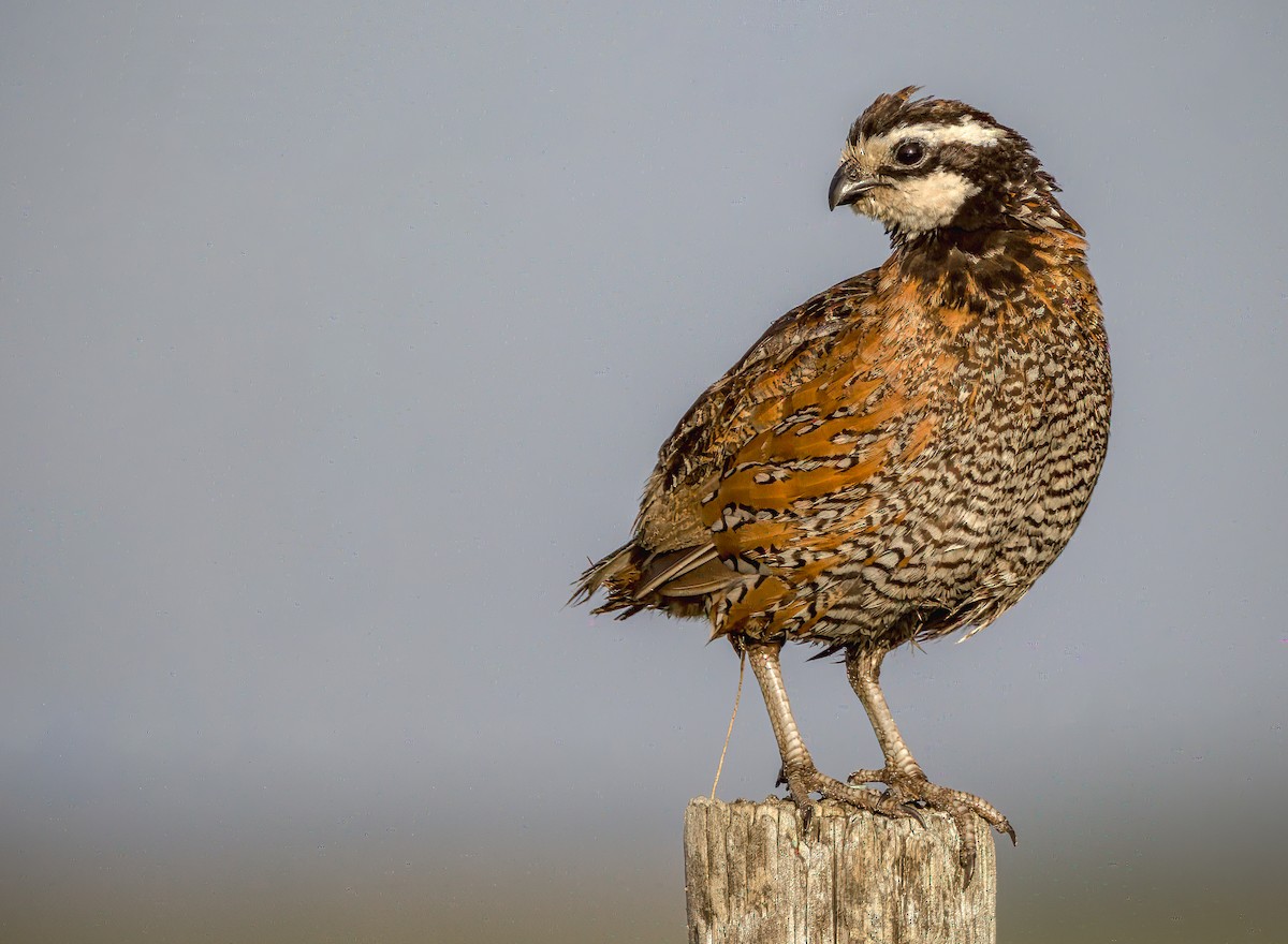 Northern Bobwhite - ML443088991